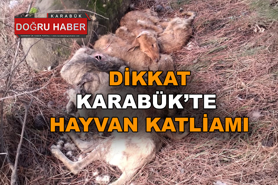 Hayvan Katliamı Ortaya Çıktı