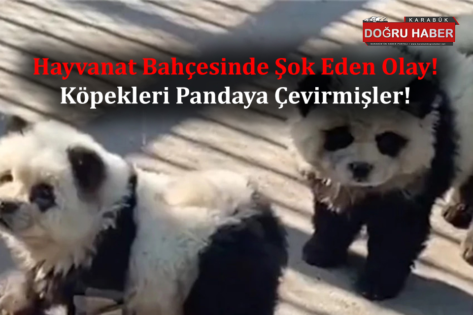 Çin’de Hayvanseverleri Kızdıracak Olay