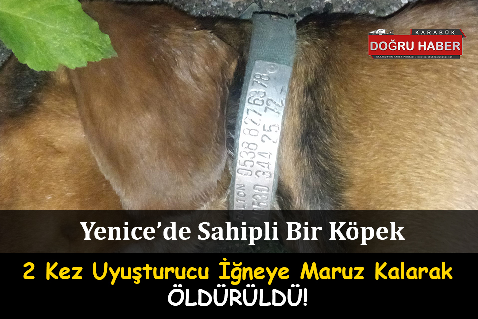 Yenice’de Bir Vatandaş Köpeğini Öldürülmüş Halde Buldu!