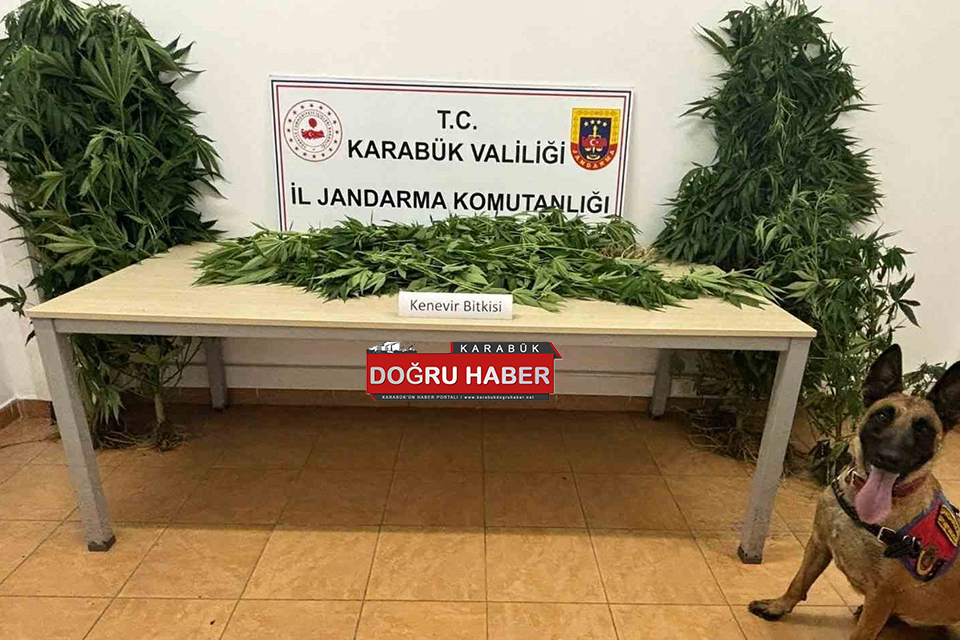 Safranbolu’da Jandarma Ekiplerinden Uyuşturucu Operasyonu