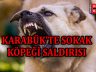 Karabük’te Sokak Köpeklerinin Saldırısına Uğrayan Kadın Yaralandı