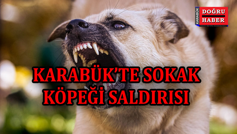 Karabük’te Sokak Köpeklerinin Saldırısına Uğrayan Kadın Yaralandı