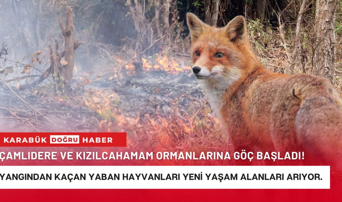 Karabük ve Eskişehir’de meydana gelen orman yangınlarının ardından yaban hayatında