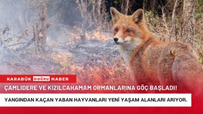 Karabük ve Eskişehir’de meydana gelen orman yangınlarının ardından yaban hayatında